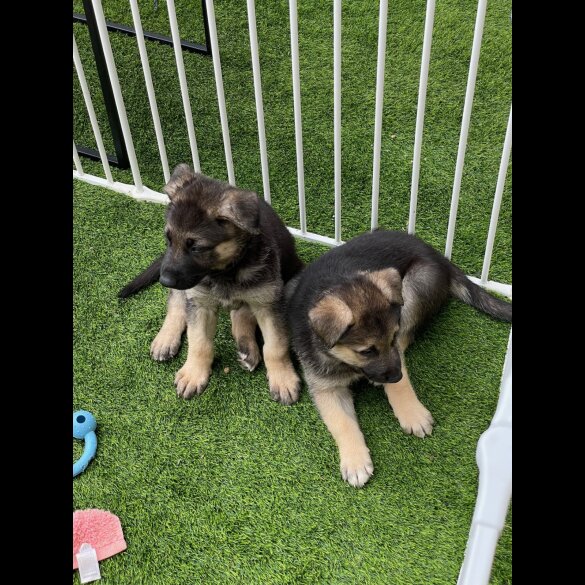 German Shepherd (Alsatian) - Both