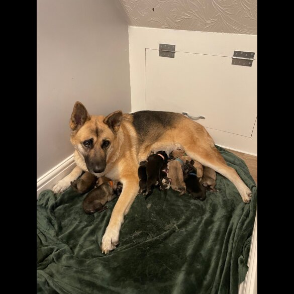 German Shepherd (Alsatian) - Both