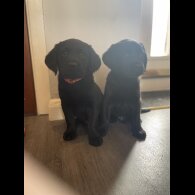 Goldador - Both