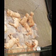 Golden Retriever - Both