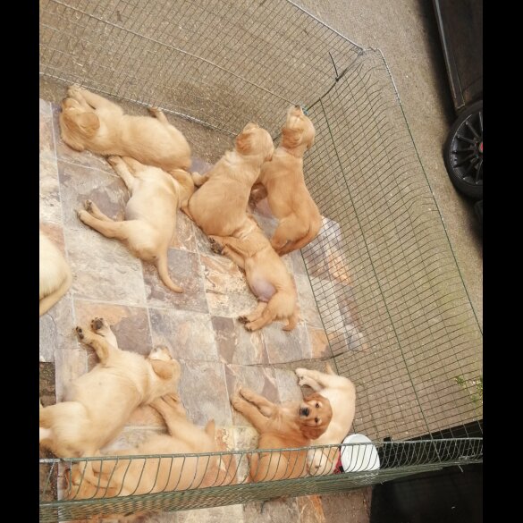 Golden Retriever - Both