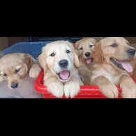 Golden Retriever - Both
