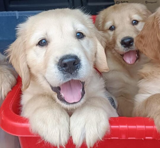 Golden Retriever