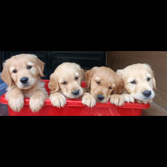 Golden Retriever - Both