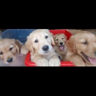 Golden Retriever - Both