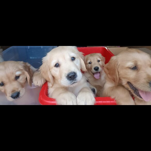 Golden Retriever - Both