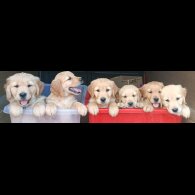 Golden Retriever - Both