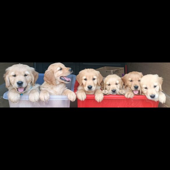 Golden Retriever - Both