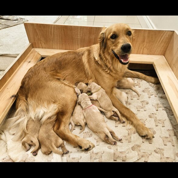 Golden Retriever - Both