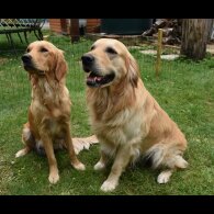Golden Retriever - Both
