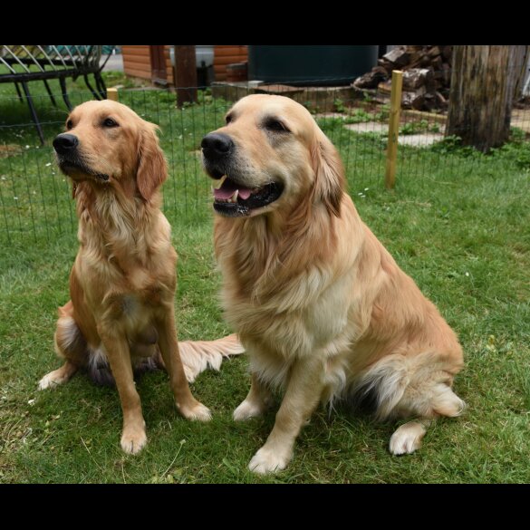 Golden Retriever - Both