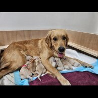 Golden Retriever - Both