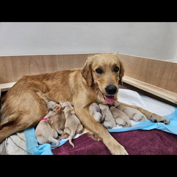 Golden Retriever - Both