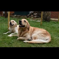 Golden Retriever - Both