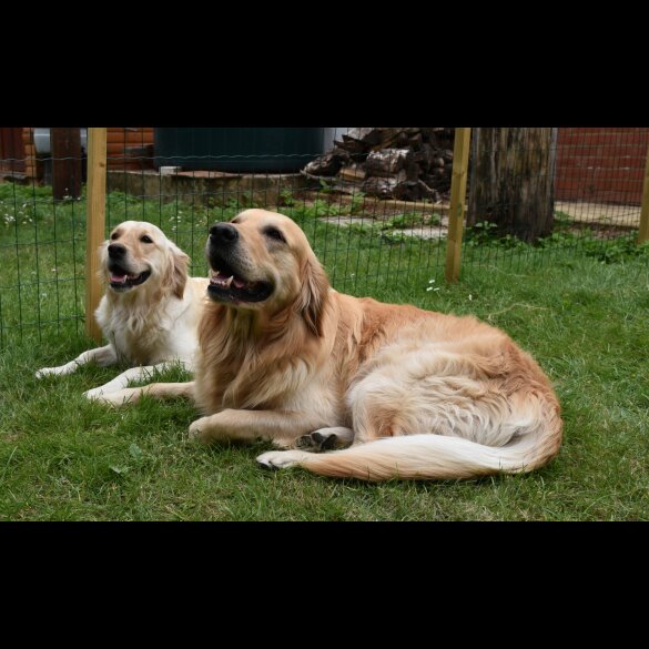 Golden Retriever - Both