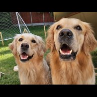 Golden Retriever - Both
