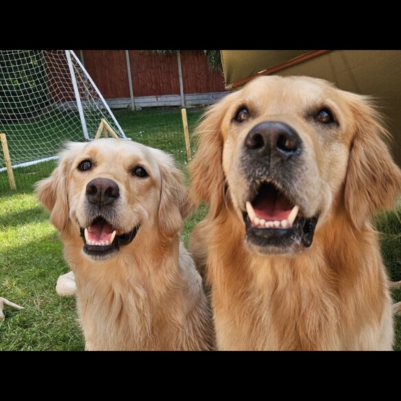 Golden Retriever - Both