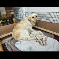 Golden Retriever - Both