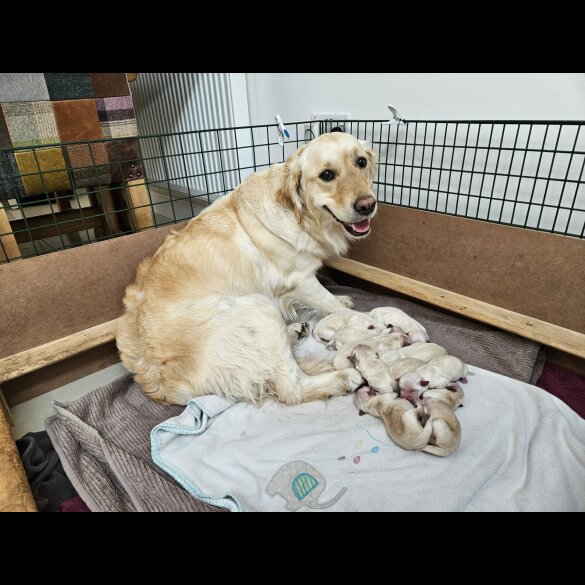 Golden Retriever - Both