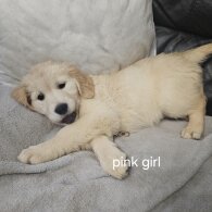 Golden Retriever - Both