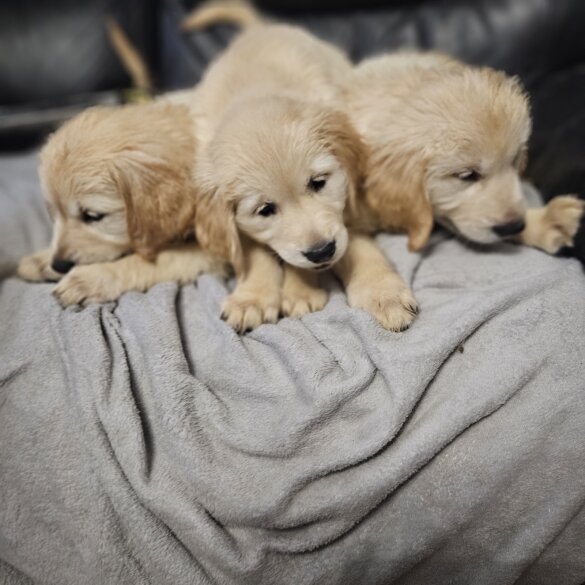 Golden Retriever - Both