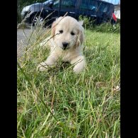 Golden Retriever - Both