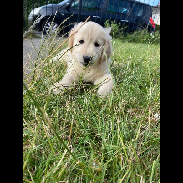 Golden Retriever - Both