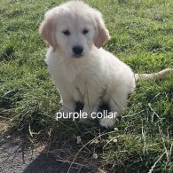 Golden Retriever - Both