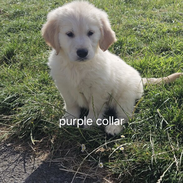 Golden Retriever - Both