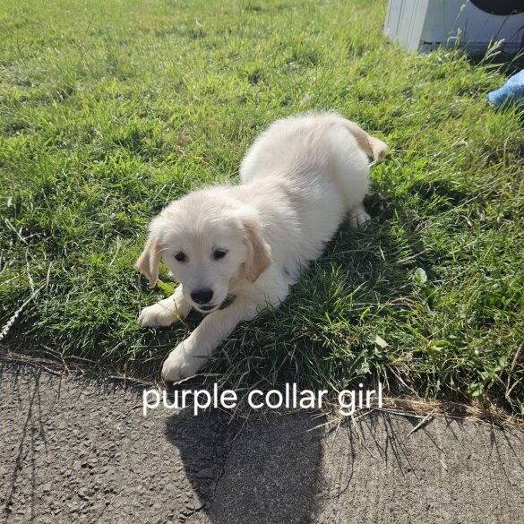 Golden Retriever - Both