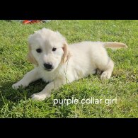 Golden Retriever - Both