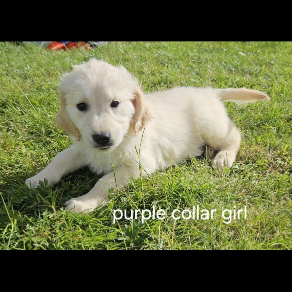 Golden Retriever - Both