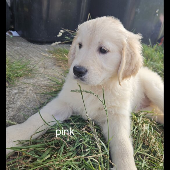 Golden Retriever - Both