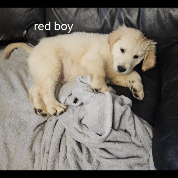 Golden Retriever - Both