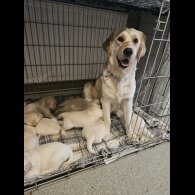 Golden Retriever - Both