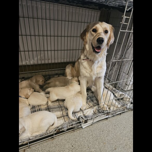 Golden Retriever - Both