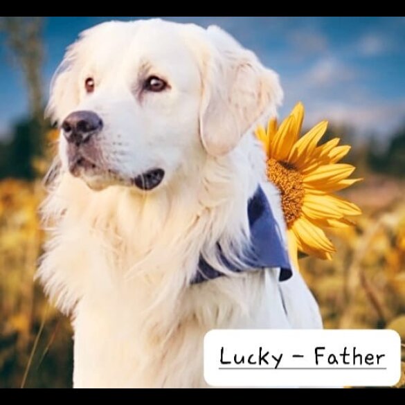 Golden Retriever - Both
