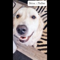 Golden Retriever - Both