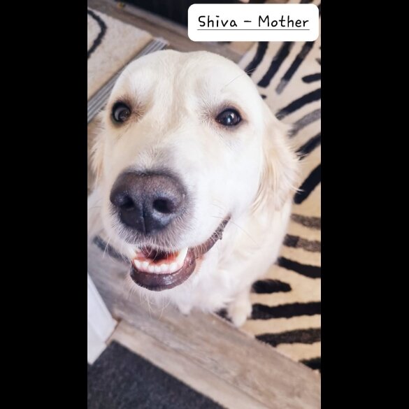 Golden Retriever - Both