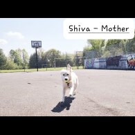 Golden Retriever - Both