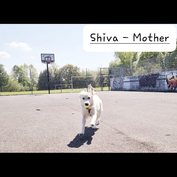 Golden Retriever - Both