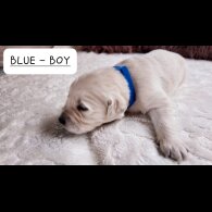 Golden Retriever - Both