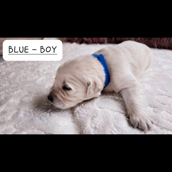 Golden Retriever - Both