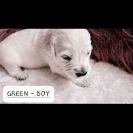 Golden Retriever - Both