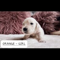 Golden Retriever - Both