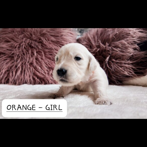 Golden Retriever - Both