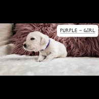 Golden Retriever - Both