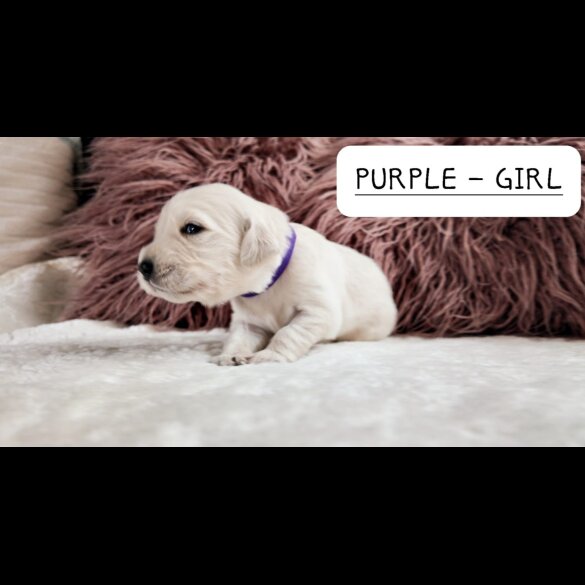 Golden Retriever - Both