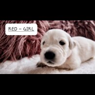 Golden Retriever - Both