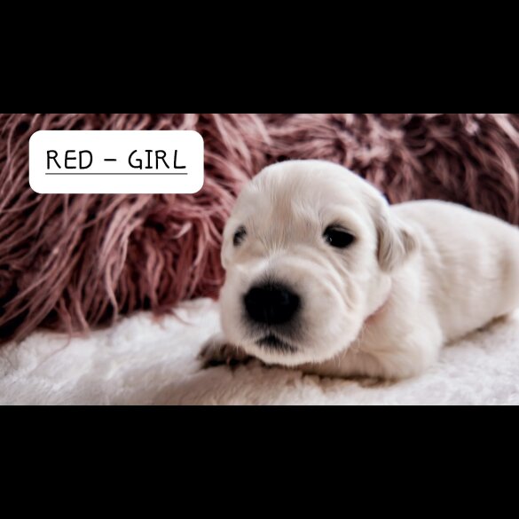 Golden Retriever - Both